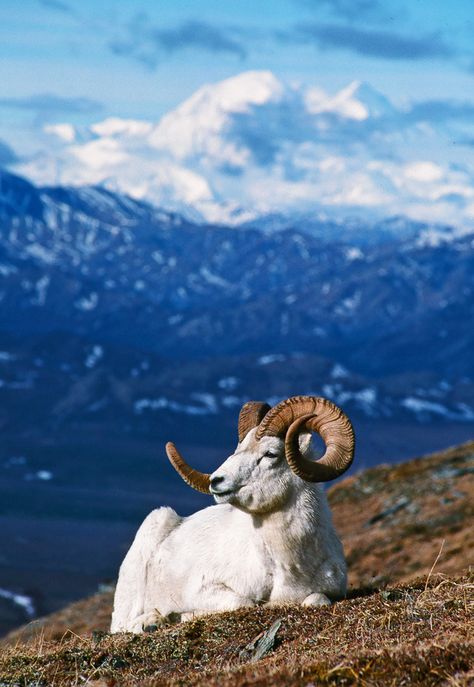 Dall Sheep, Alaskan Wildlife, North American Animals, Big Horn Sheep, North American Wildlife, Mountain Goats, Wild Deer, Bighorn Sheep, Mountain Goat