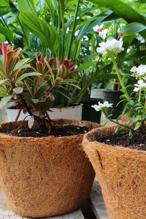 Contact To Seller: Ms. Snowie WhatsApp : +84 865783041 Mail: sale01@eco2go.vn Coco Coir, Coconut Fiber, Plant Pot, Flower Pot, Potted Plants, Handmade Natural, Flower Pots, Diy And Crafts, Vietnam