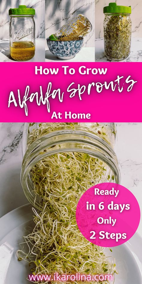 Learn how to grow alfalfa sprouts at home in only 6 days. Have fresh sprouts in your fridge all the time. Sprouting Alfalfa Seeds In A Jar, How To Sprout Alfalfa Seeds, How To Grow Alfalfa Sprouts At Home, How To Grow Alfalfa Sprouts, Sprout Sandwich Recipes, Sprouts Recipes Alfalfa, Growing Alfalfa Sprouts, Alfalfa Sprouts Growing, Growing Sprouts In A Jar