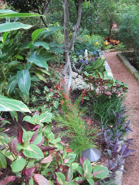 Shade Plants for Central Texas – Lisa's Landscape & Design Native Texas Landscaping, Central Texas Garden, Planters Landscaping, Central Texas Gardening, Texas Gardens, Texas Landscaping, Texas Plants, Texas Native Plants, Shade Landscaping