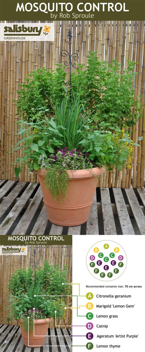 Build a #Mosquito Control container so you can sit and unwind in the evenings without dousing in DEET. Perfect for my deck! نباتات منزلية, Mosquito Control, Have Inspiration, The Secret Garden, Lawn And Garden, Dream Garden, Ikebana, Herb Garden, Garden And Yard