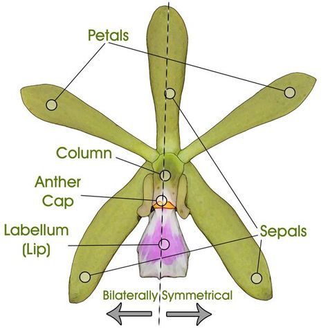 Anatomy of an orchid Plant Anatomy, Orchid Plant Care, Flower Art Drawing, Orchid Flowers, Gorgeous Flowers, Orchid Care, Orchid Plants, Unique Gardens, Orchid Flower