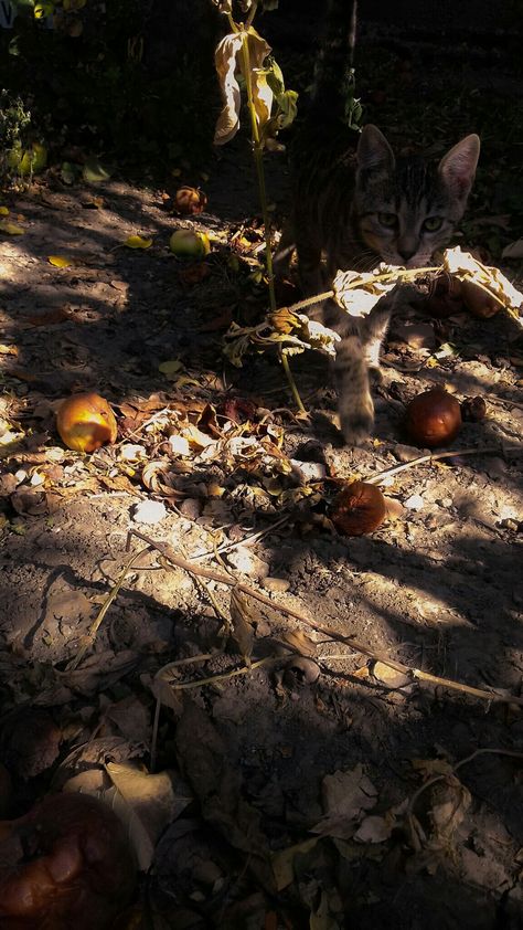 The first sign of autumn we see in the fallen apples and leafs.    Sunlight kitten fall end of august aesthetic August Aesthetic, Apples, The First, Kittens, Art