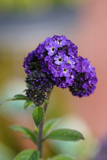 Heliotrope Heliotrope Flower, Scented Flowers, Flowers Purple, Flower Landscape, Unusual Flowers, Back To Nature, Exotic Flowers, Flower Beauty, Beautiful Blooms