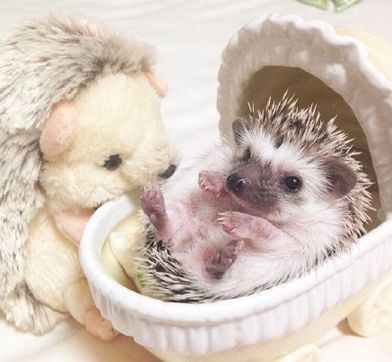 25 Funny and Adorable Hedgehog Pictures That Will Make You Want One   #hedgehogs #hedgies #funnyanimals #funnypics #cuteanimals Hedgehog Pictures, Hedge Hog, Funny Hedgehog, Pygmy Hedgehog, Happy Hedgehog, Hedgehog Pet, Tattoo Aesthetic, Baby Hedgehog, A Hedgehog