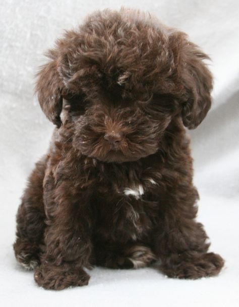 Schnauzer Poodle, Schnoodle Puppy, Riverside California, Labrador Retriever Puppies, Poodle Mix, Cute Dogs And Puppies, Cute Creatures, Puppies For Sale, I Love Dogs