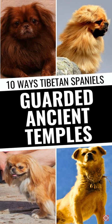 As one of the oldest protective dog breeds, the Tibetan Spaniel was more than just a companion—it was a defender of temples. This guide explores 10 incredible ways these ancient dog breeds were used to protect sacred spaces for centuries. From alerting monks to deterring intruders, their role in temple defense was unmatched. Save this pin to explore Tibetan Spaniel history and their centuries-old connection to temple life! Protective Dog Breeds, Ancient Dogs, Guard Dog Breeds, Ancient Dog Breeds, Tibetan Spaniel, Sacred Spaces, Different Dogs, Ancient Temples, The Monks