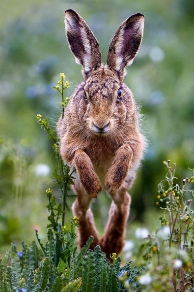 Wild Rabbit Photography, Rabbit Anatomy, Rabbit Photography, Rabbit Running, Hare Pictures, Animal Art Drawing, Rabbit Jumping, Wild Hare, Animal T Shirt