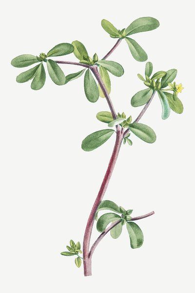 Portulaca Oleracea (Common Purslane) from Histoire | Free Photo Illustration - rawpixel Common Purslane, Portulaca Oleracea, Free Illustration Images, Download Free Images, Creative Home, Grasses, Photo Illustration, Free Photo, Free Image