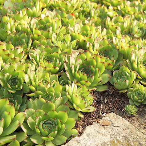 Solve any landscaping problems with groundcover plants! We've pulled our top picks for common problems such as dry soil or a shady yard. Plants such as thyme, sedums, and sweet woodruff work overtime to spread wildly and are easy to take care of! Groundcover Plants, Plants Growing, Garden Shrubs, Have Inspiration, Ground Cover Plants, Drought Tolerant Plants, Cactus Y Suculentas, Ground Cover, Succulents Garden