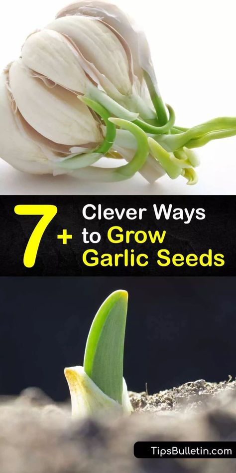 Garlic Seeds Planting, Garlic Varieties, When To Plant Garlic, Store Garlic, Garlic Garden, Garlic Pasta Recipe, Hillside Gardening, Garlic Butter Shrimp Pasta, Plant Garlic