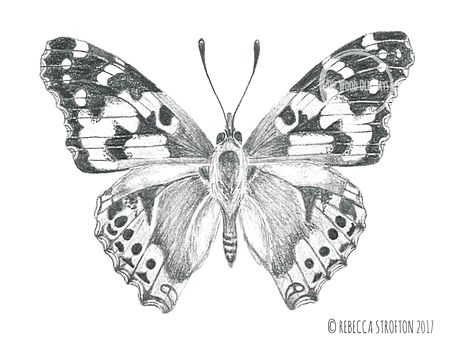 Unique scientifically accurate pencil drawing of a Painted Lady Butterfly