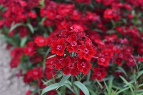 15 Red Perennials That Bloom All Summer Red Perennials Full Sun, Garden For Bees, Pentas Flower, Red Perennials Part Sun, Red Flower Garden, Dianthus Care, Dianthus Perennial, Red Flowers Garden, Red Perennials