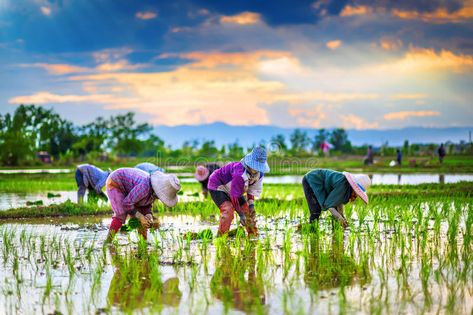 Farmers are planting rice in the farm. Farmers are planting rice in the farm at , #ad, #planting, #Farmers, #rice, #Thailand, #farm #ad Agriculture Pictures, Agriculture Photography, Rice Paddy, Rice Field, Weather Patterns, Lukisan Cat Air, Stock Photography Free, Fotografi Potret, The Farm