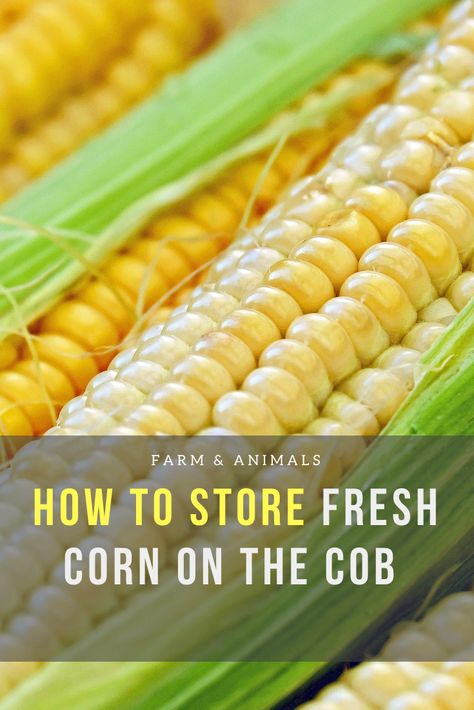 When you grow your own corn, you may find yourself with a lot more than you can eat quickly. This is unfortunate because as soon as you pick corn, the sugar in it begins converting into starch. In this article, we describe the best ways to refrigerate or freeze corn on the cob to enjoy the freshest corn possible, year round. Read on to learn more on how to store fresh corn on cob. Cauliflower Corn Chowder, Corn On The Con, Freezing Fresh Corn, Freezing Corn, Fresh Corn On The Cob, Homestead Lifestyle, Freezing Fruit, Making Soup, Homestead Blog