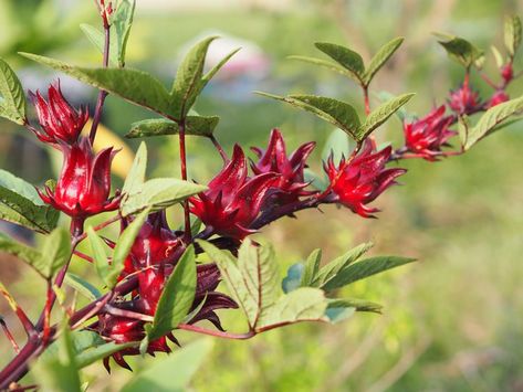 How to Plant and Grow Roselle Roselle Plant, Roselle Flower, Sorrel Plant, Tomato Seedlings, Edible Seeds, Tea Plant, Hibiscus Plant, Hibiscus Tea, Organic Seeds