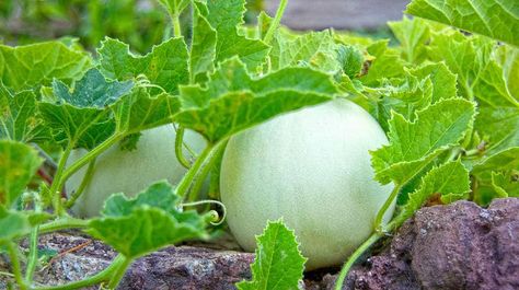 Ever tried growing honeydew melon from seeds before? Check this guide to growing honeydew melon for starters and for those who want to give it another try! Growing Melons, Honeydew Melon, Survival Gardening, Seasonal Garden, Fruit Garden, Honeydew, Growing Vegetables, Raised Garden, Urban Garden