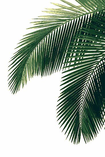 Iphone Wallpaper Tropical, Tree Wallpaper Iphone, Palm Trees Wallpaper, Palm Leaf Design, Text Poster, Motif Tropical, Tropical Architecture, Tropical Palm Leaves, Tropical Home Decor