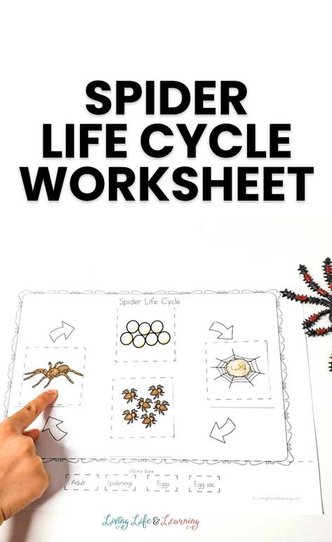 Life Cycle Of A Spider, Spider Life Cycle, Parts Of A Spider, Spider Lessons, Insect Unit Study, Life Cycle Worksheet, Spider Activities, Insect Activities, Ela Centers