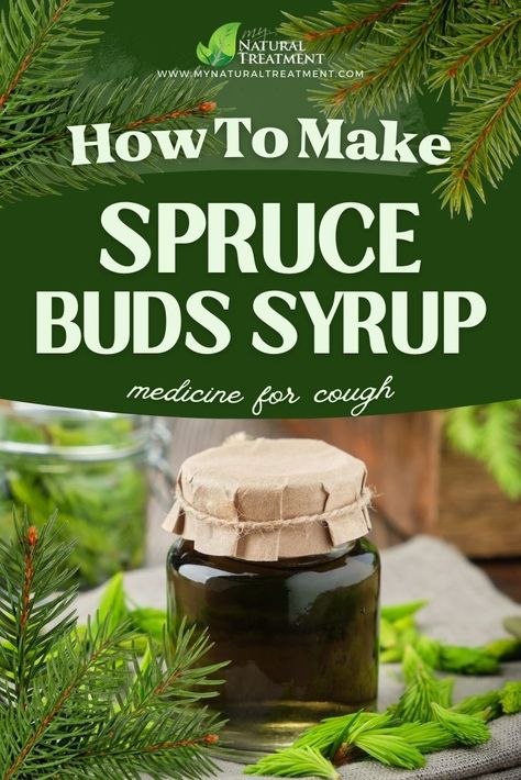 Spruce Buds Syrup for Cough Recipe #spruce #sprucebuds #sprucebudssyrup #sprucesyrup #spruceuses Spruce Syrup, Make Apple Cider Vinegar, Survival Preparedness, Spruce Tips, Tree Buds, Herbal Remedies Recipes, Foraging Recipes, Cough Medicine, Hiking Food