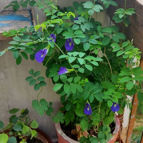 magic flower seeds Pea Flower Tea Benefits, Butterfly Pea Flower Tea Benefits, Flower Tea Benefits, Blue Butterfly Flower, Blue Pea Flower, Blue Butterfly Pea Flower, Germinate Seeds, Butterfly Pea Flowers, Pea Flower Tea