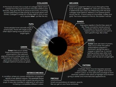 Iridology Chart, Eye Color Chart, Iris Eye, Eye Facts, Natural Make Up Tutorial, Natural Make Up Looks, Types Of Eyes, Seasonal Color Analysis, Eye Pattern