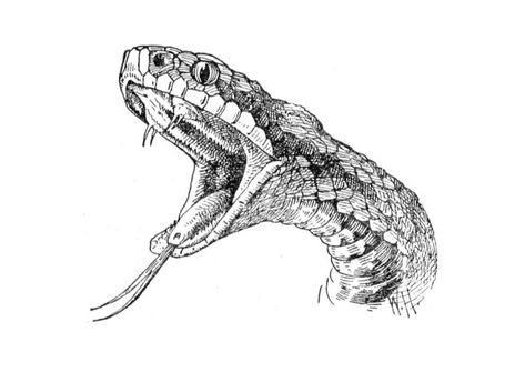 snake Easy To Sketch, Sketch Snake, Snake Drawing, Sketch, Art