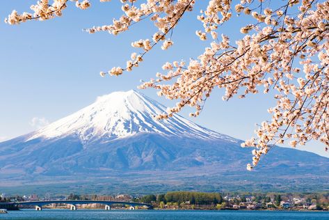 Mount Fuji Sakura, Gunung Fuji, Environment Study, Japan Tourist, Mount Fuji Japan, Tokyo Travel Guide, Japanese Mountains, Fuji Mountain, Monte Fuji