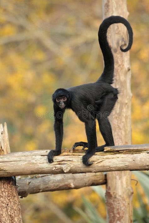 Spider monkey. View of a spider monkey on logs , #SPONSORED, #monkey, #Spider, #View, #logs, #spider #ad Ugly Monkey, Spider Monkeys, Monkey Photography, Funny Monkey Pictures, Monkey Cute, Monkey Funny, Monkey World, Animals Tattoo, Funny Monkey