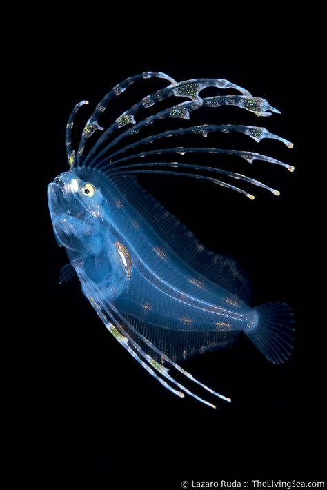 Bioluminescent Fish, Cool Sea Creatures, Deep Sea Animals, Deep Sea Life, Deep Sea Creatures, West Palm Beach Florida, Beautiful Sea Creatures, Underwater Creatures, Aquatic Animals