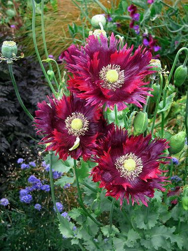 Papaver 'DRAMA QUEEN' Gu Family Books, Sustainable Community, Drama Queen, Cnblue, Heirloom Seeds, Perennial Plants, Poppy Flower, Beautiful Blooms, Dream Garden