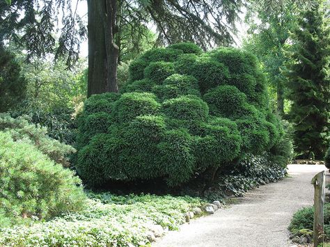 Japanse ceder (Cryptomeria japonica 'Globosa nana') - Arboretum Trompenburg - Rotterdam {september 2010} | Flickr - Photo Sharing! Yoshino Cryptomeria, Colorado Gardens, Globosa Nana, Skimmia Japonica, Aucuba Japonica, Cryptomeria Japonica, Kerria Japonica Pleniflora, Japanese Cedar, Architecture Garden