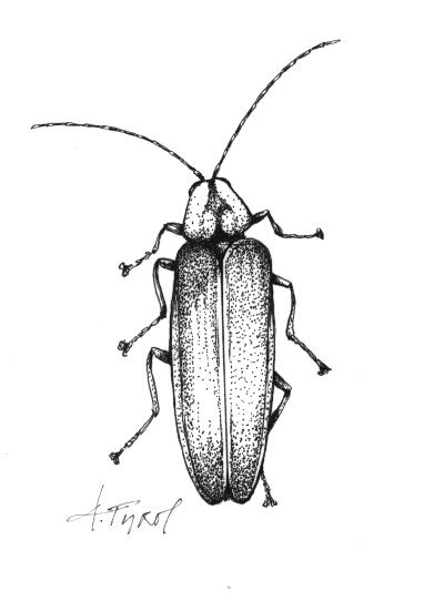 Illustration by Adelaide Tyrol Lightning Bug Sketch, Realistic Firefly Tattoo, Firefly Drawing Illustration, Fireflies Drawing, Lighting Bug Tattoo, Firefly Sketch, Firefly Illustration, Lightning Bug Tattoo, Firefly Drawing