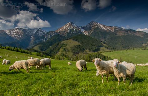 Sheep Landscape Photography, Mountains Horizontal, Lost Lamb, Peaceful Landscapes, Pastoral Landscape, 4k Wallpapers For Pc, Cute Wallpapers For Ipad, Carpathian Mountains, Pet Snake