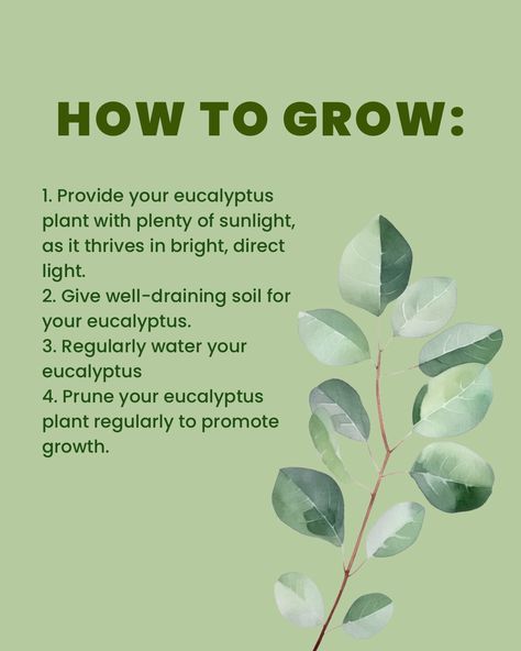 Discover the beauty and benefits of growing eucalyptus plants indoors. 🌿✨ The eucalyptus plant brings a refreshing aroma and elegant foliage to your space. Learn how to care for these versatile plants and create a calming atmosphere in your home. 💚🏡 

Check out our blog for more tips on growing eucalyptus plants 🌱

#eucalyptuslove #indoorplants #greenthumb #eucalyptusplant #plantcare #indoorjungle #plantlover #gardeningtips #greenliving #gardening #garden #planttips #indoorgardening Caring For Eucalyptus Plant Indoors, How To Grow Eucalyptus Indoors, Eucalyptus Plant Care, Growing Eucalyptus, Grow Eucalyptus, Eucalyptus Plant, Indoor Plant Care, Calming Atmosphere, Fast Growing Plants