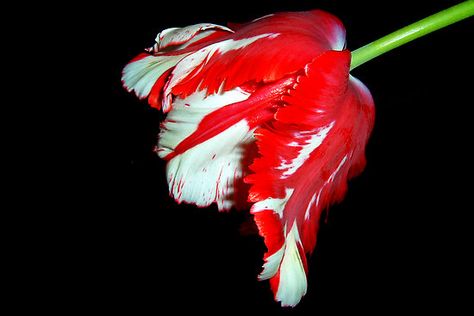 ~~ ruffled tulip ~~ Ruffled Tulip, Parrot Tulip, Background Flowers, Parrot Tulips, Beautiful Flowers Pictures, Flower Beauty, Flower Pictures, Flower Shop, Nature Beauty