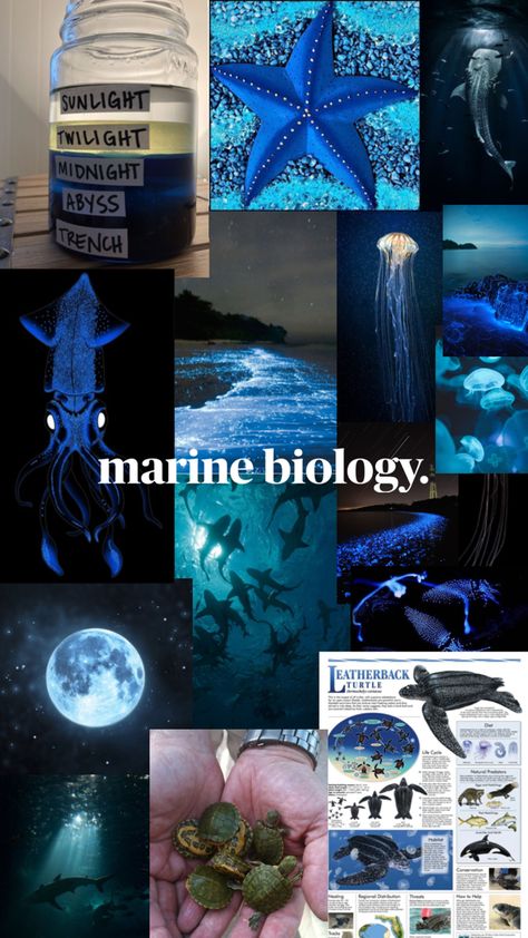 Sharkies Marine Biology Aesthetic Photos, Marine Biologist Aesthetic, Marine Biology Jobs, Marine Biology Aesthetic, Green Academia Aesthetic, Biology Jobs, Oceanography Marine Biology, Ocean Life Photography, Sea Explorer