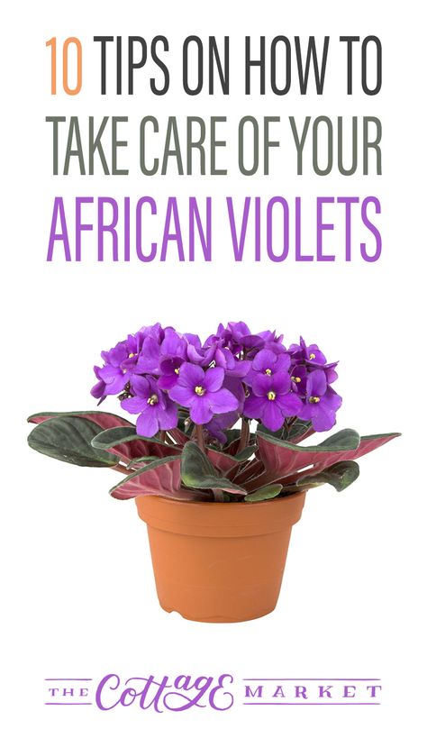 10 Tips on How to Take Care of Your African Violets  #AfricanViolets #AfricanVioletCare #CaringForAfricanViolets #Violets #CareForAgricianViolets African Violet Care, African Violets Plants, Violet Plant, Cottage Market, Inside Plants, Have Inspiration, African Violet, House Plants Indoor, African Violets