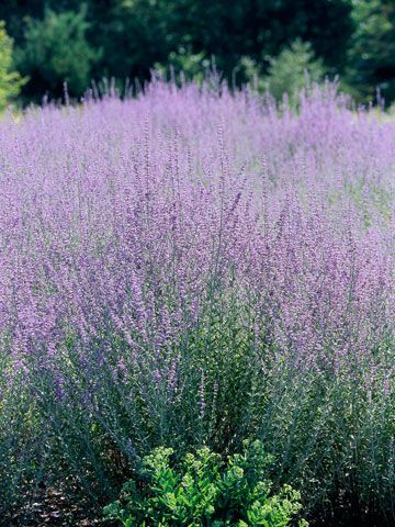 Russian Sage - I love sage, just wish I wasn't allergic to it! Fall Garden Planting, Fall Blooming Flowers, Russian Sage, Drought Tolerant Perennials, Deer Resistant Plants, Shade Perennials, Sandy Soil, Have Inspiration, Hardy Perennials