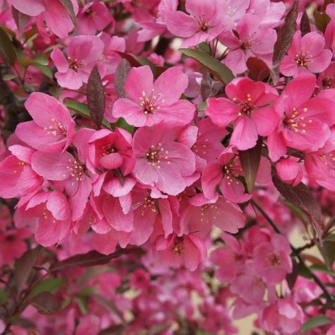 SHOW TIME™ Flowering Crabapple - Proven Winners ColorChoice Flowering Shrubs Deer Proof Plants, Flowering Crabapple, Shade Shrubs, Spring Snow, Growing Hydrangeas, Street Trees, Show Time, Planting Shrubs, Proven Winners