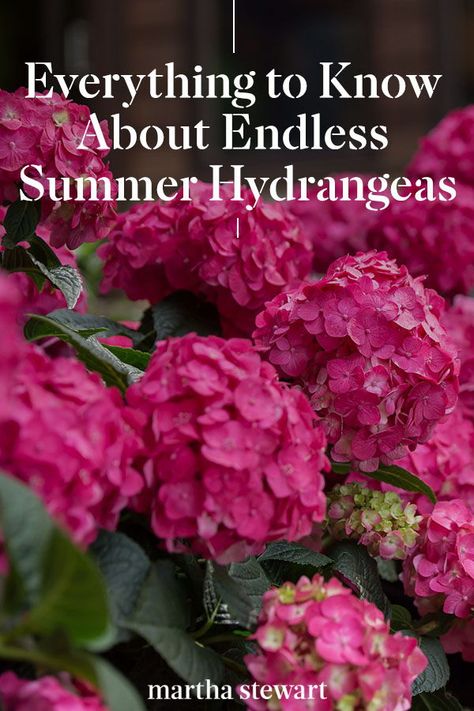 Hydrangeas For Full Sun, Best Hydrangeas For Shade, How To Deadhead Hydrangeas, Bono Hydrangea, Why Hydrangeas Don't Bloom, Endless Summer Hydrangea Landscaping, Hydrangea Endless Summer, Hydrangea Care Pruning, When To Plant Hydrangeas In Ground