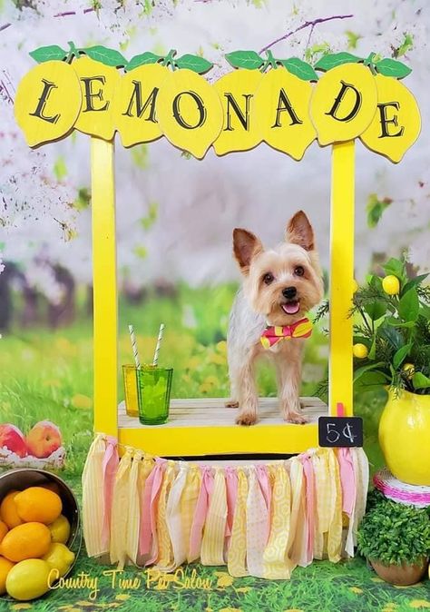 Dog lemonade stand photo idea! Dog Lemonade Stand, Dog Photography Props, Dog Photo Props, Pet Photography Props Backdrops, Dog Photobooth Ideas, Pet Photo Backdrop Ideas, Dog Grooming Photo Backdrop, Diy Dog Photoshoot Ideas, Dog Photo Booth Ideas