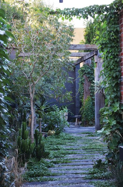 Otherworldly Oasis | Green Magazine Public Courtyard, Courtyard Garden Ideas, Australian Native Garden, Virginia Creeper, Path Ideas, Australian Garden, Italian Garden, Garden Architecture, St Kilda