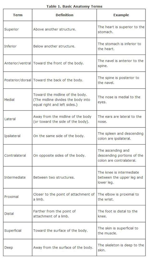 Anatomy And Physiology Anatomical Terms, Body Directions Anatomy, Medical Directional Terms, Anatomical Directional Terms, Human Anatomy Cheat Sheet, Anatomy Directional Terms, Anatomical Terminology Notes, Medical Anatomy Study Guides, Anatomical Terms Notes