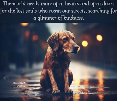 Reactive Dog Quotes, Rescue Dogs Quotes, Dog Heaven Quotes, Dogs Quotes, Pets Stuff, Soulful Quotes, Dog Lover Quotes, Reactive Dog, Animal Activism