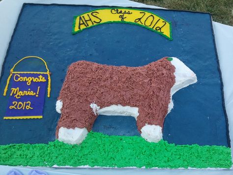 Hereford heifer "backdrop" cake for @Marie Lock's graduation!  #hereford #cake #hereford cattle Cattle Cake, Show Cattle Barn, Ffa Banquet, Livestock Quotes, Showing Cattle, Ffa Ideas, Livestock Showing, Roping Dummy, Cow Cake