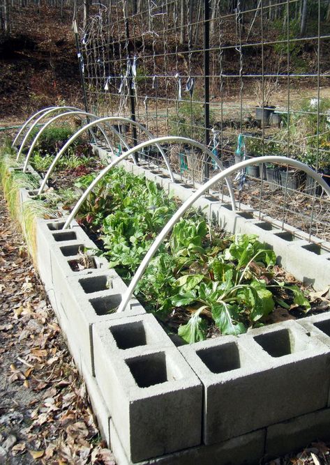 Cheap Raised Garden Beds, Raised Garden Bed Plans, Raised Bed Garden Design, Cinder Block Garden, Raised Bed Garden, Raised Vegetable Gardens, Winter Vegetables Gardening, Building Raised Garden Beds, Cinder Blocks