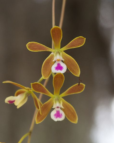 Encyclia tampensis (Butterfly orchid, Florida Butterfly Orchid, Scarlet Orchid, Tampa Butterfly Orchid) | North Carolina Extension Gardener Plant Toolbox Butterfly Orchid, Nc State University, My Mother, Scarlet, Orchids, North Carolina, Tampa, Florida, Plants