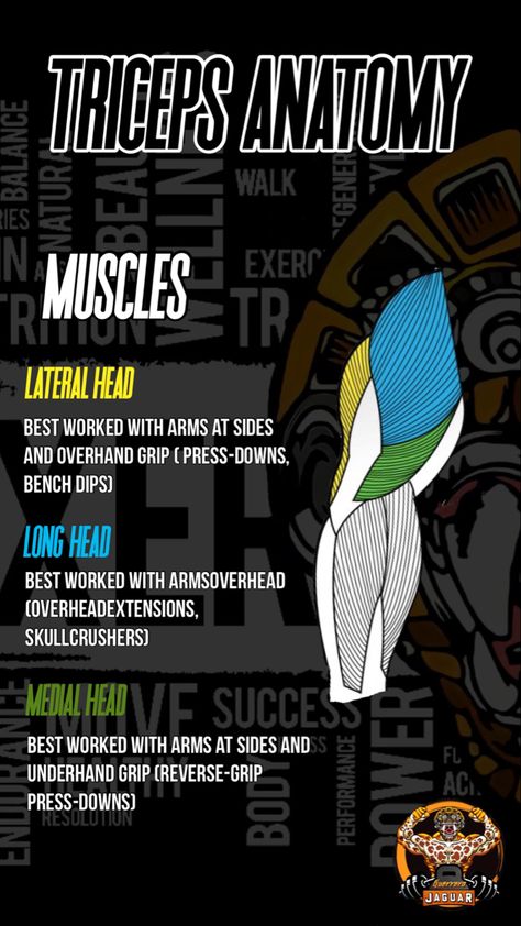 Tricep Anatomy, Triceps Anatomy, Bodybuilding Anatomy, Anatomical Terminology, Upper Workout, Dumbbell Tricep, Muscle Names, Muscle Groups To Workout, Big Arm Workout