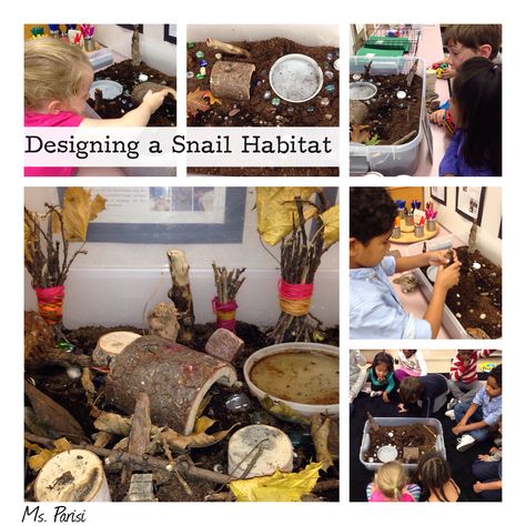 Inquiry: Snail habitat. Snail Inquiry Kindergarten, Snail Habitat, Pet Snails, Octagon Table, Pet Ideas, Animal Habitats, Forest School, Bugs And Insects, Grade 2